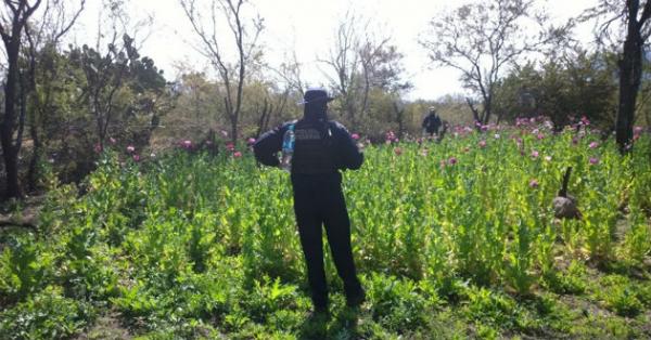 Destruyen Plant Os De Amapola En Nayarit El Sol De Nayarit