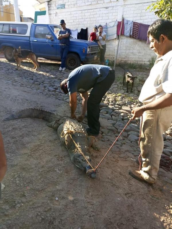 Capturan Cocodrilo De Metros De Largo En La V A P Blica En La