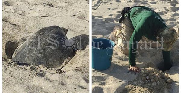 Polic A Tur Stica Resguarda A Tortuga Que Se Encontraba Desovando En