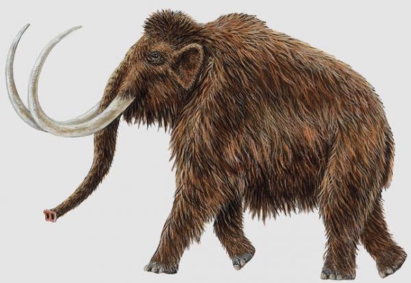 imagen 1 de Cultura || Insertan genes de mamut en elefante con el fin de revivir a la especie