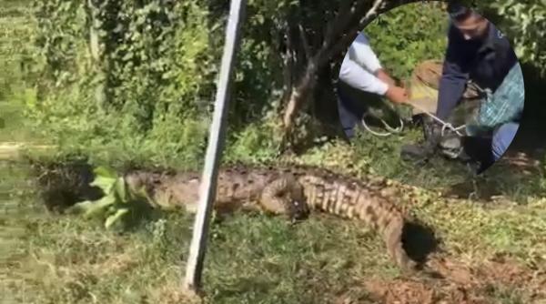 imagen 1 de Cultura || Capturan cocodrilo en Pantanal, Xalisco