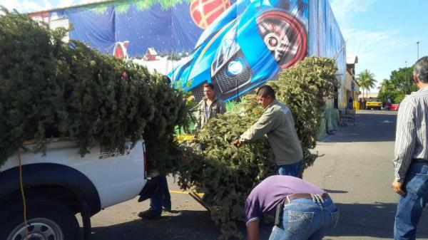 Instalan Centros De Acopio Para árboles De Navidad El Sol De Nayarit