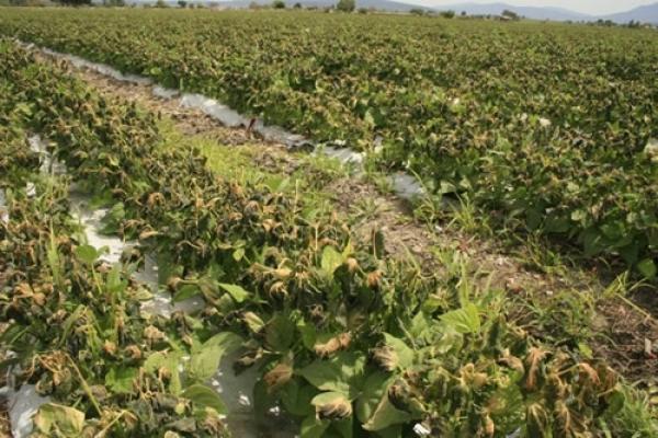 26 Mil Hectáreas Dañadas En Nayarit Dejan Las Lluvias Del Fin De