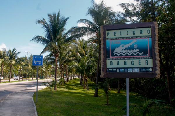 Cocodrilo ataca a turista ebrio en Cancún - El Sol de Nayarit