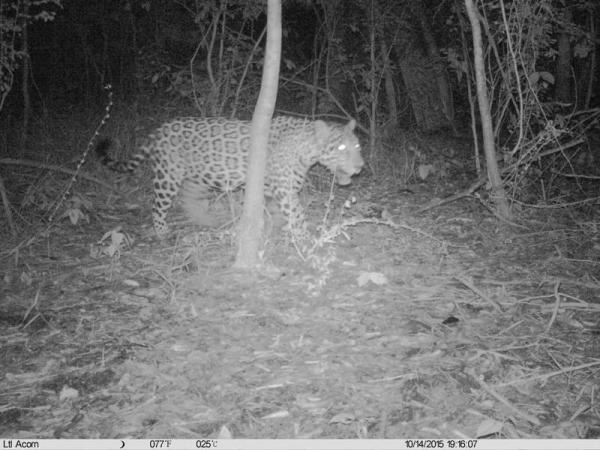 Registran Presencia De Jaguar En Zona Protegida De Quintana Roo El Sol De Nayarit 0293