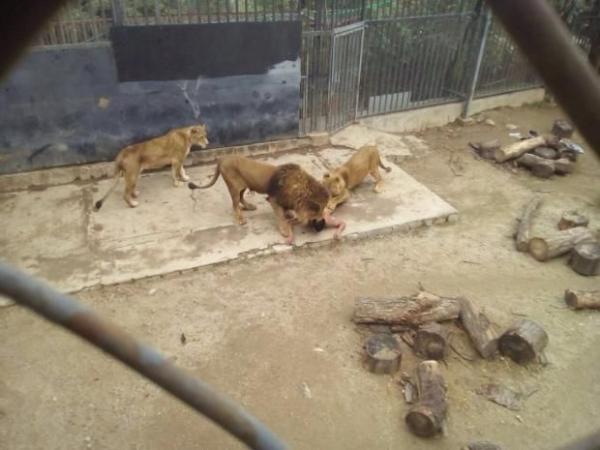Video: Sacrifican a 2 leones en zoológico por salvar a suicida en Chile -  El Sol de Nayarit