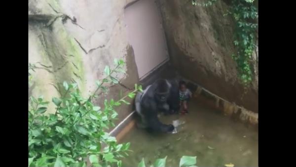 Quién era Harambe, el gorila que inspiró a los Bengals a llegar al Super  Bowl LVI?