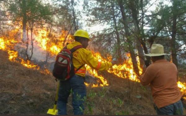 Afectan 21 Incendios Forestales Activos A Siete Estados Del País El