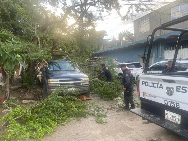 Sspc Retira 15 árboles Caídos Tras Paso Del Huracán Lidia El Sol De Nayarit 