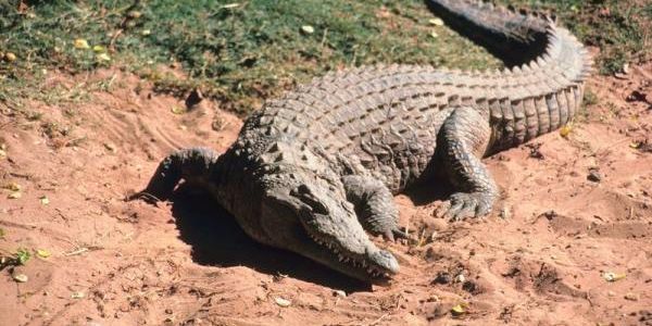 Cocodrilo ataca a niño que jugaba a la orilla de un estero, en Michoacán -  El Sol de Nayarit