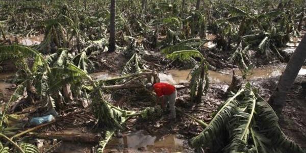 Huracán Patricia Ocasionó Daños En 40 Mil Hectáreas De Cultivo El